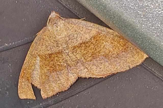 Geelbruine Bandspanner